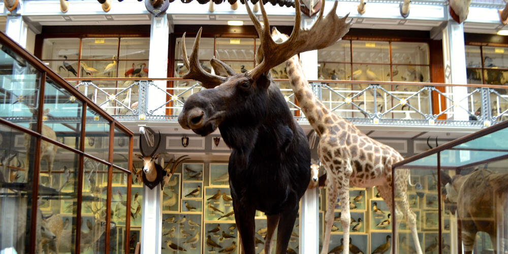 Natural Museum - 'Dead Zoo'